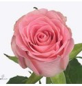 ΤΡΙΑΝΤΑΦΥΛΛΑ ΡΟΖ 50εκ. ΕΙΣΑΓ. ROSEN  SEDUCTIVE 50cm